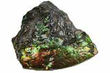 Rainbow Colored Ammolite (Fossil Ammonite Shell) - Alberta #236410-1